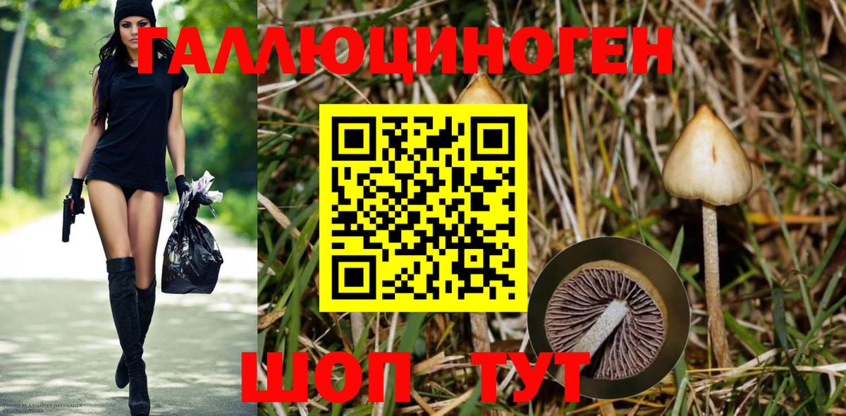 Галлюциногенные грибы Psilocybe Тулун